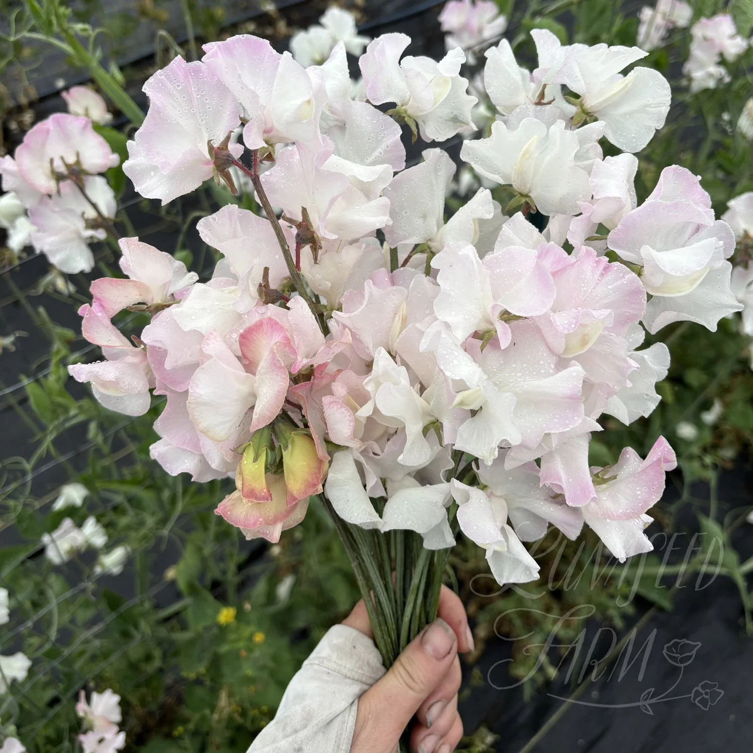 Deborah Devonshire Sweet Pea Seeds