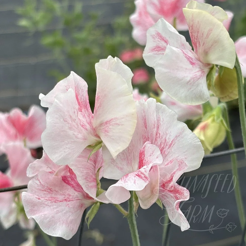 Vaudeville Sweet Pea