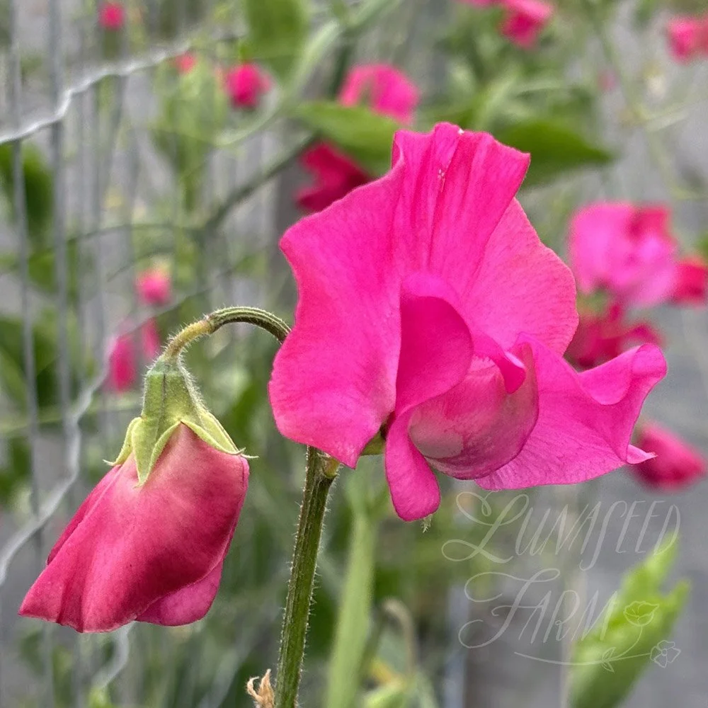 Sweet Pea Josie