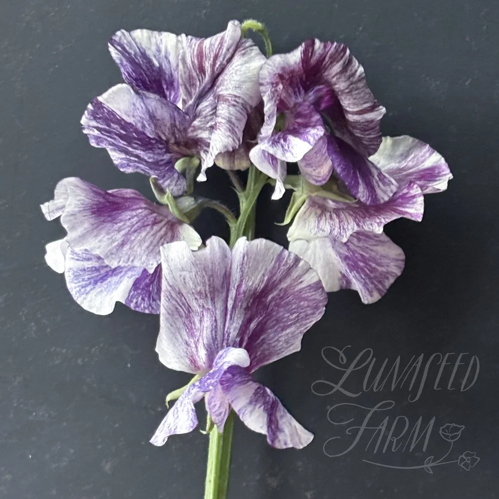 Earl Grey Sweet Pea