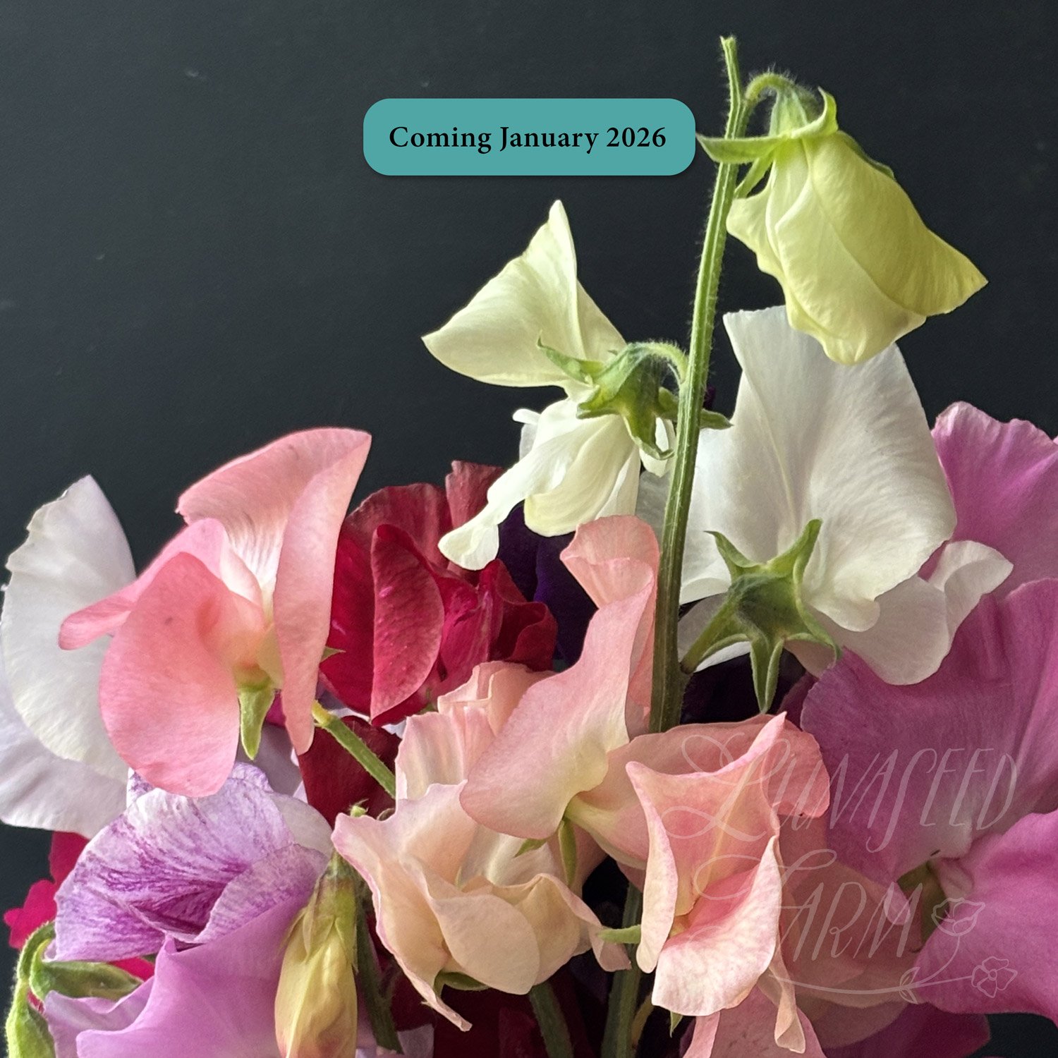 Sweet Pea Mix - Cosmic Kitty