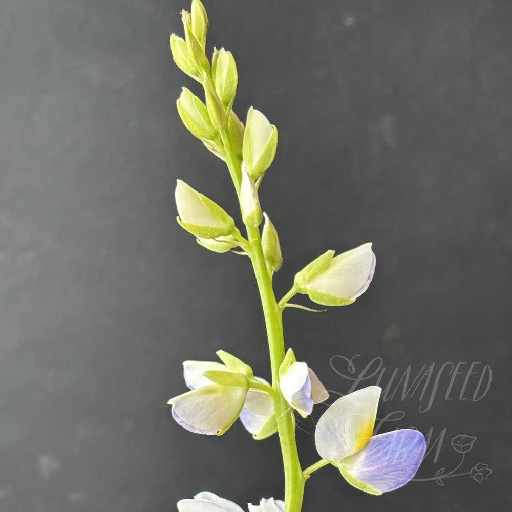 LSF_Lupine_Sunrise_03.jpg