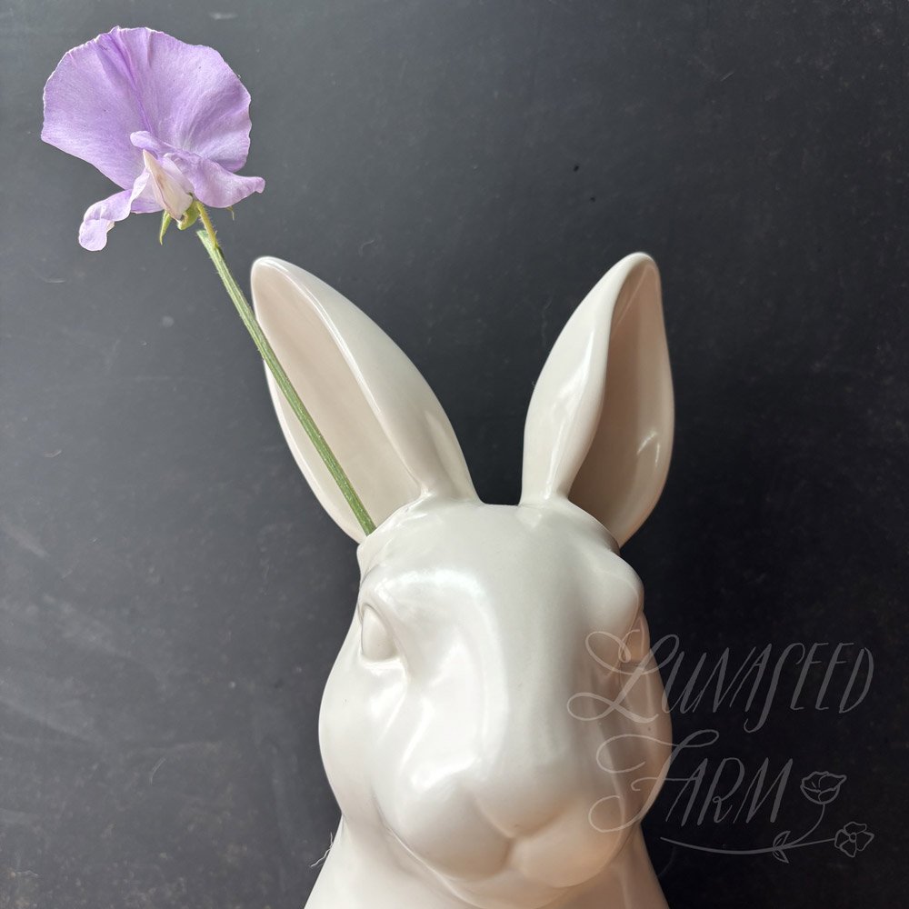 Kings Coronation Sweet Pea