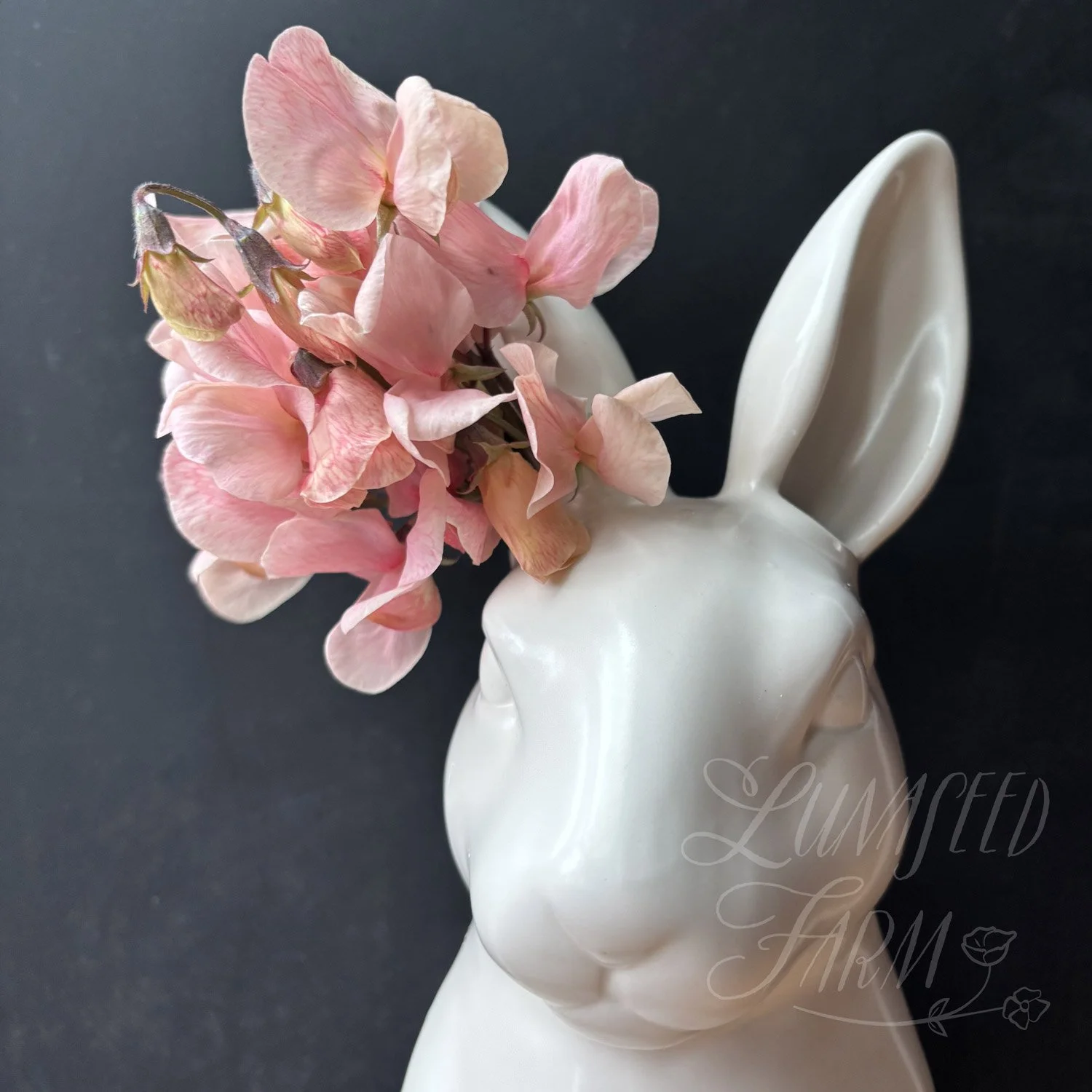 Shell Pink Sweet Pea Seeds