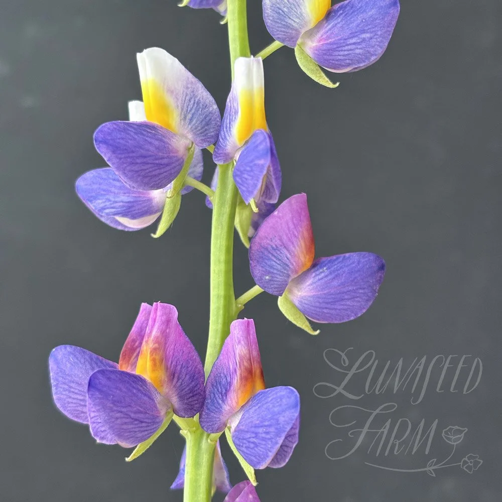 LSF_Lupine_Sunrise_04.jpg