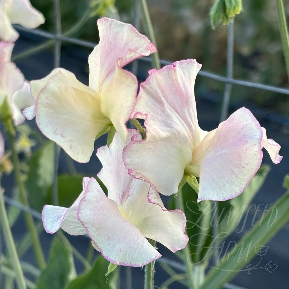 Ella Maria Sweet Pea