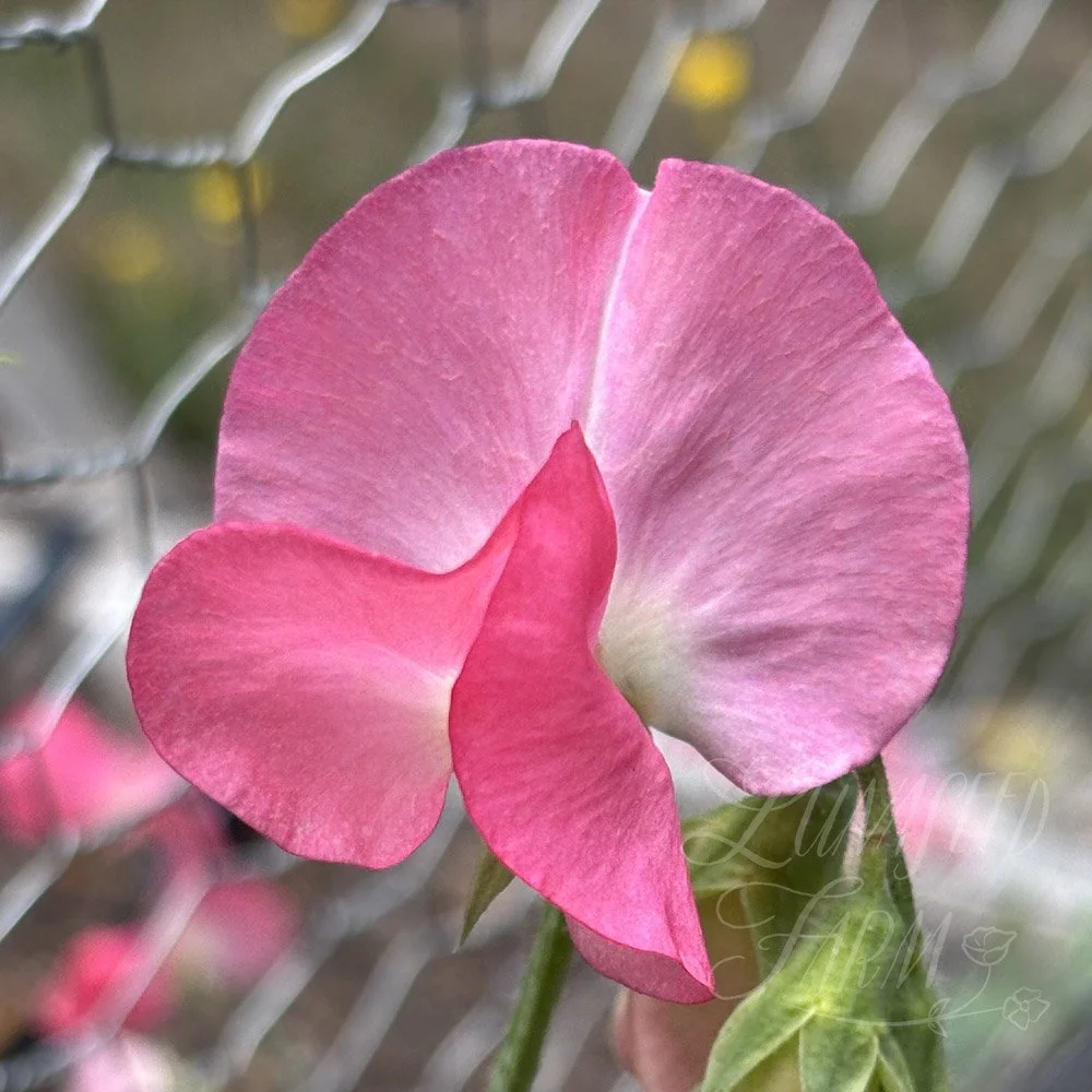 San Francisco Sweet Pea