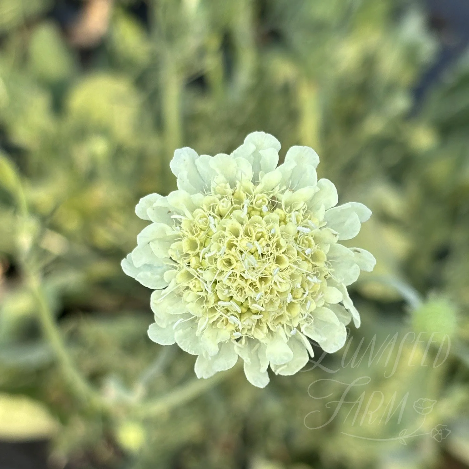 Scabiosa ochroleuca pincushion seeds