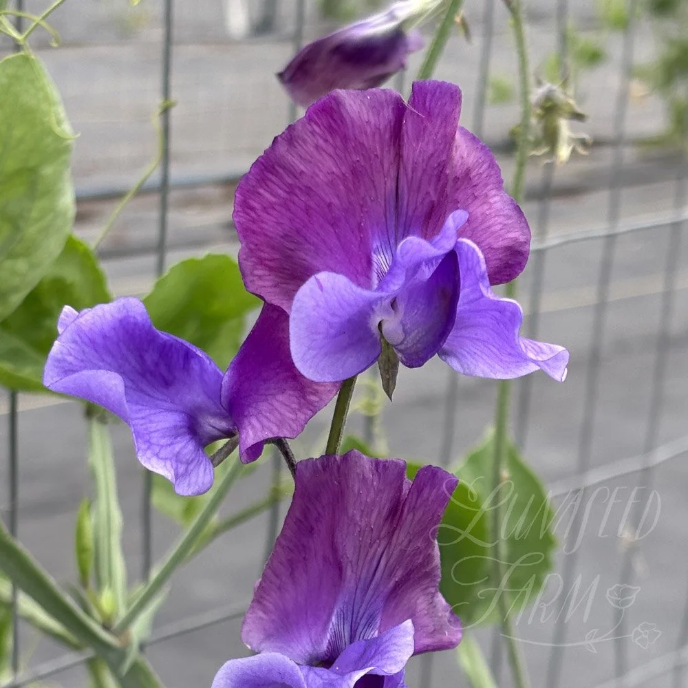 Sweet Pea Newby Blue