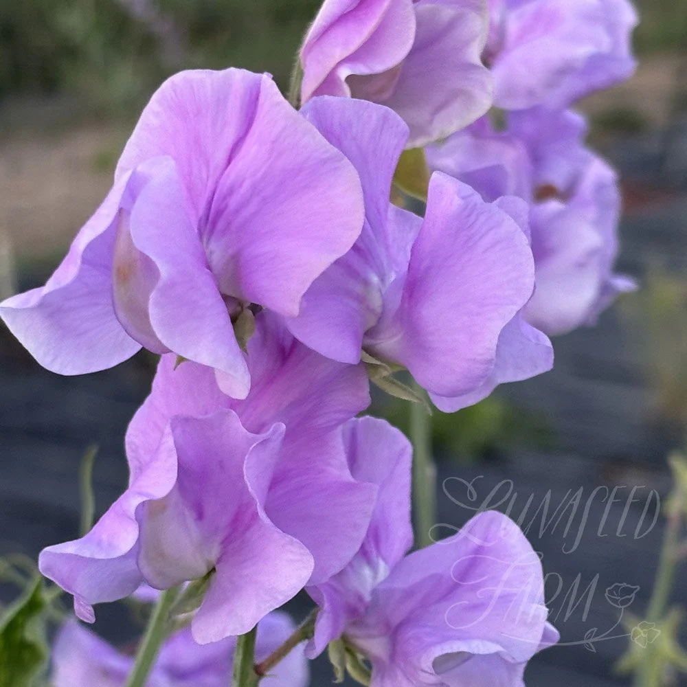 Sweet Pea Lynn Davey