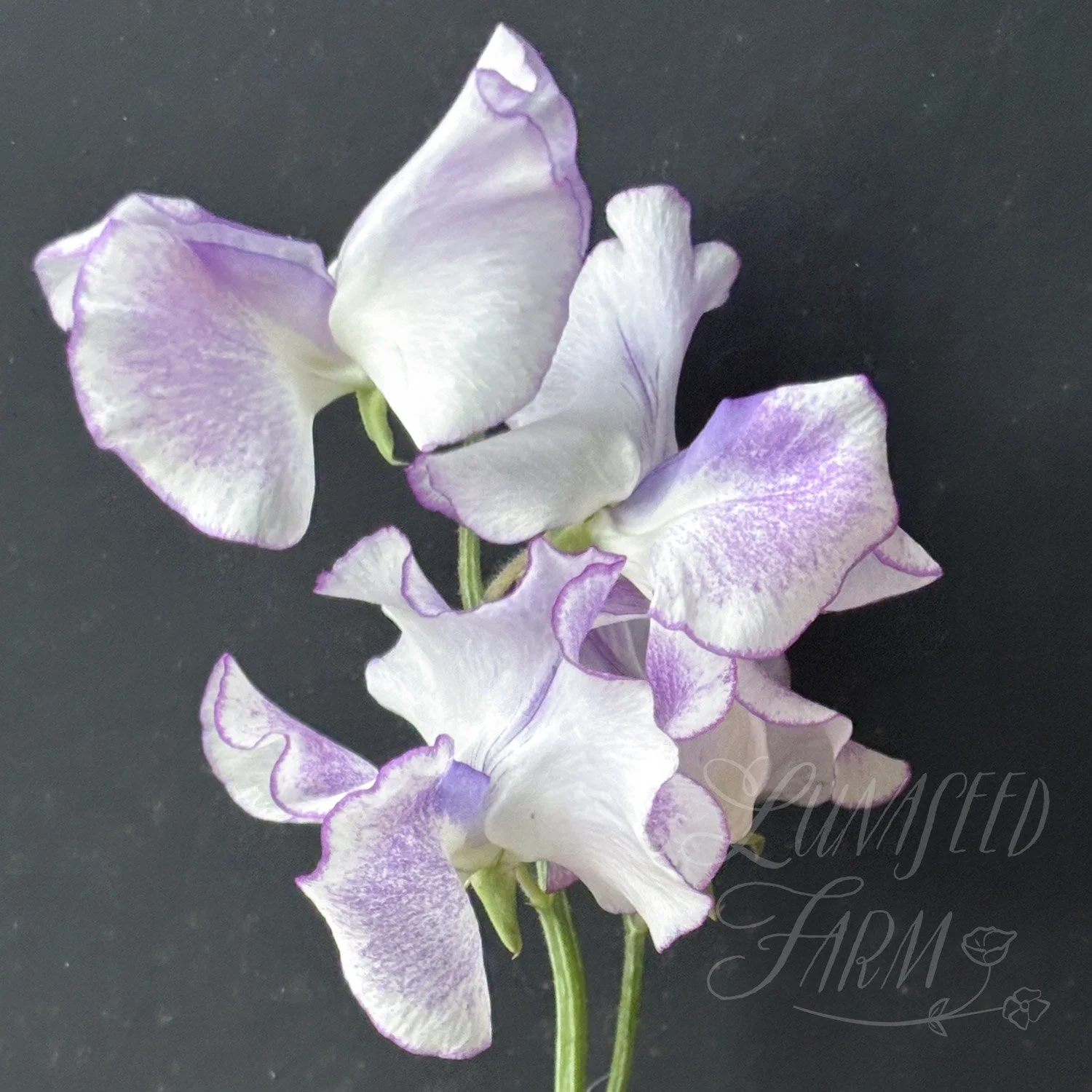 Sir Jimmy Shand Sweet Pea Seeds