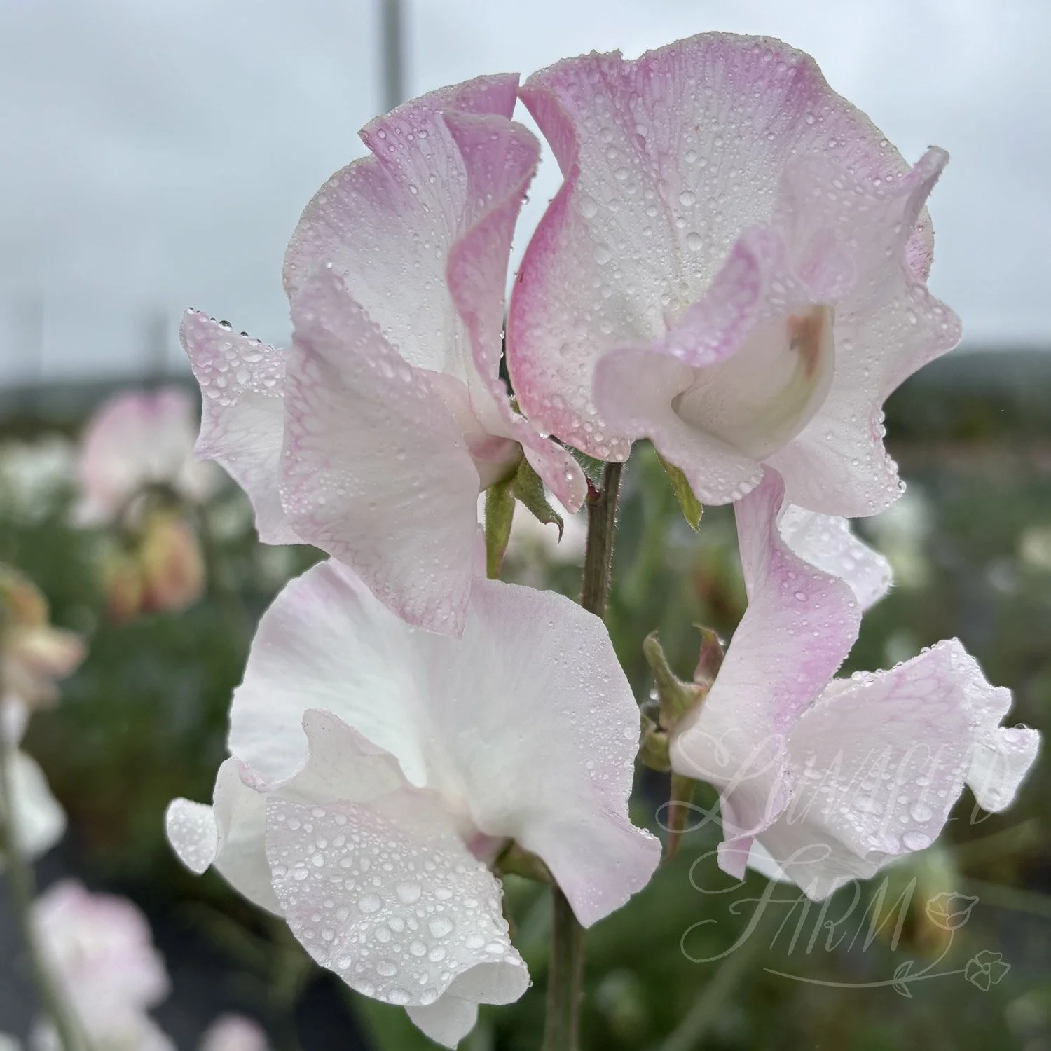 Deborah Devonshire Sweet Pea Seeds