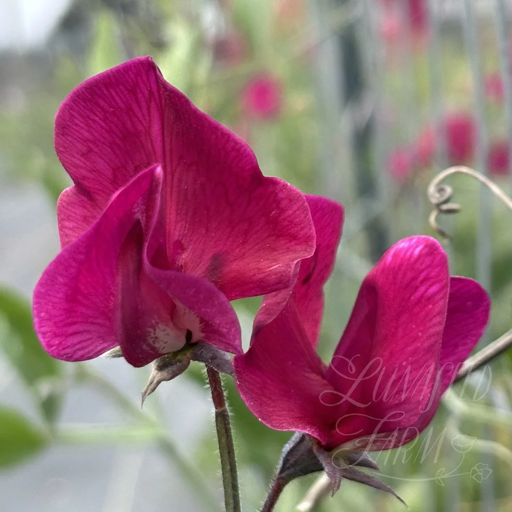 Ruby's Gown Sweet Pea Seeds