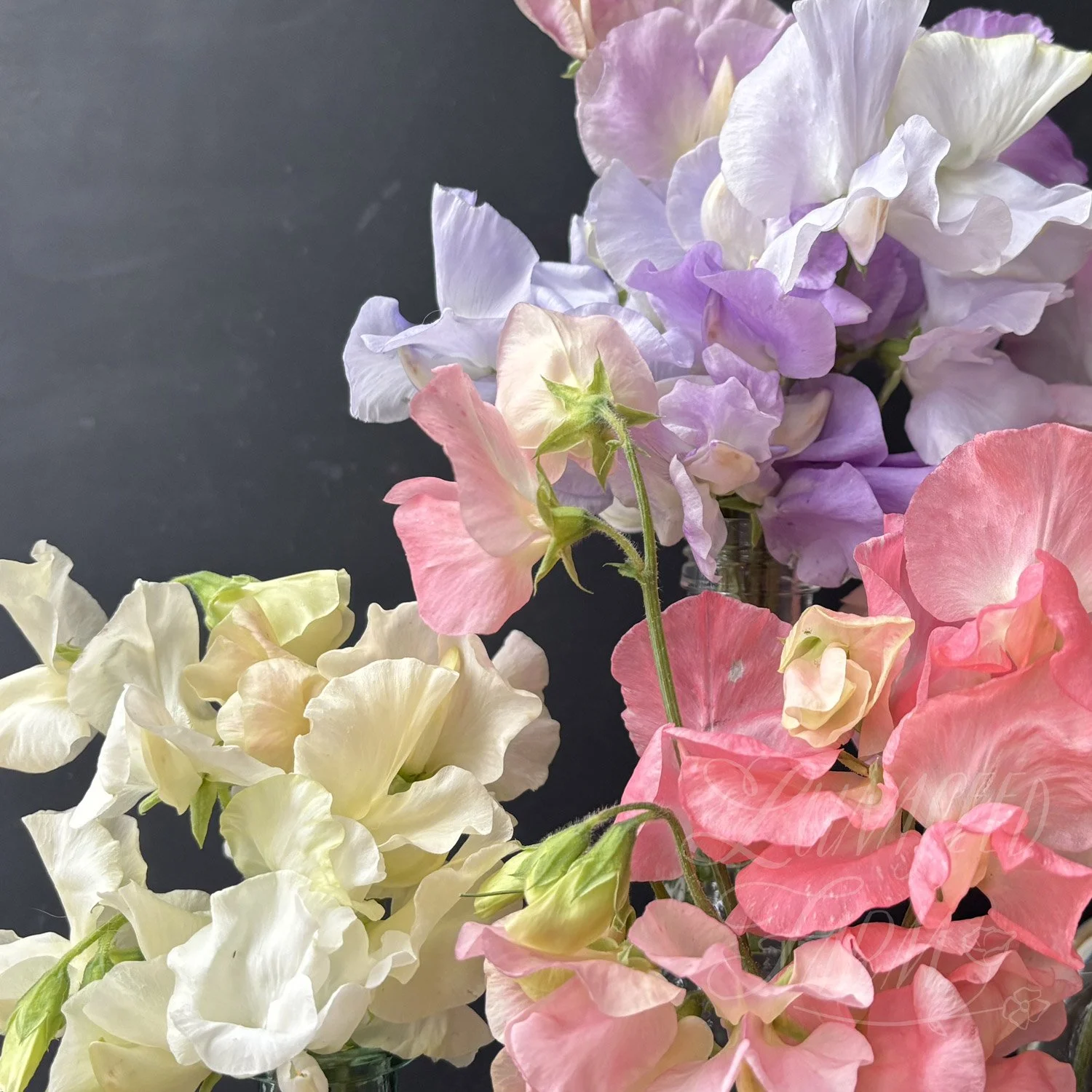 Luminosity pastel sweet pea seed mix