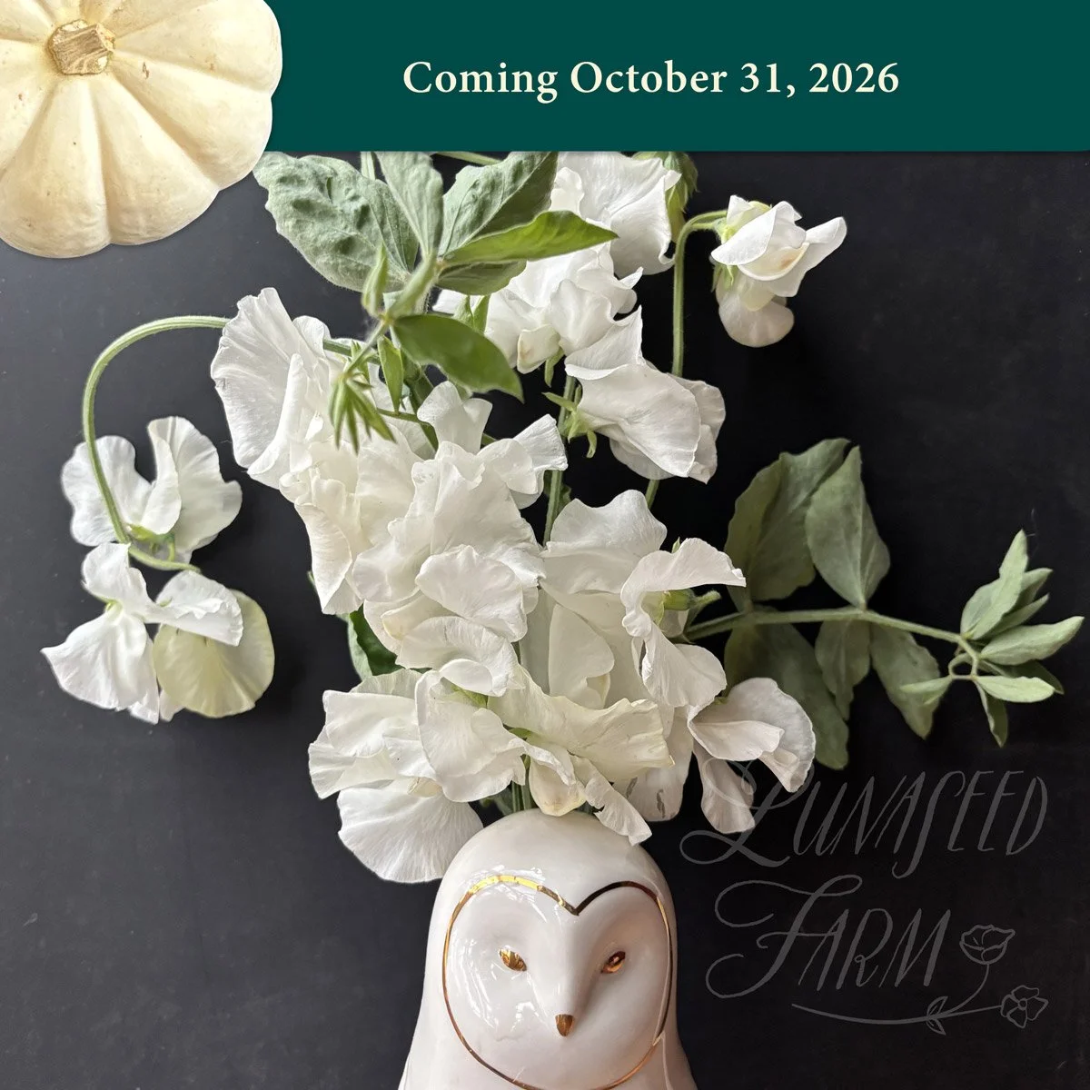 Lakeland Blizzard Sweet Pea