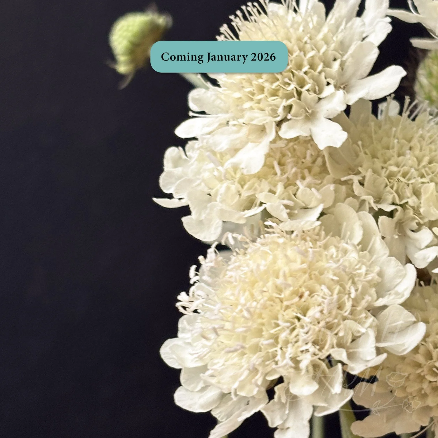 Scabiosa Ochroleuca - Moon Dance