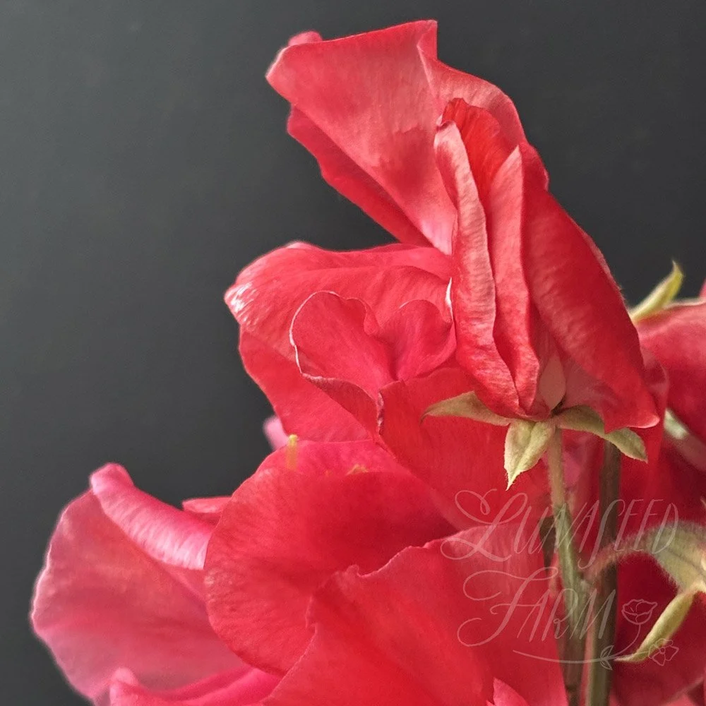 Hannah Magovern Sweet Pea