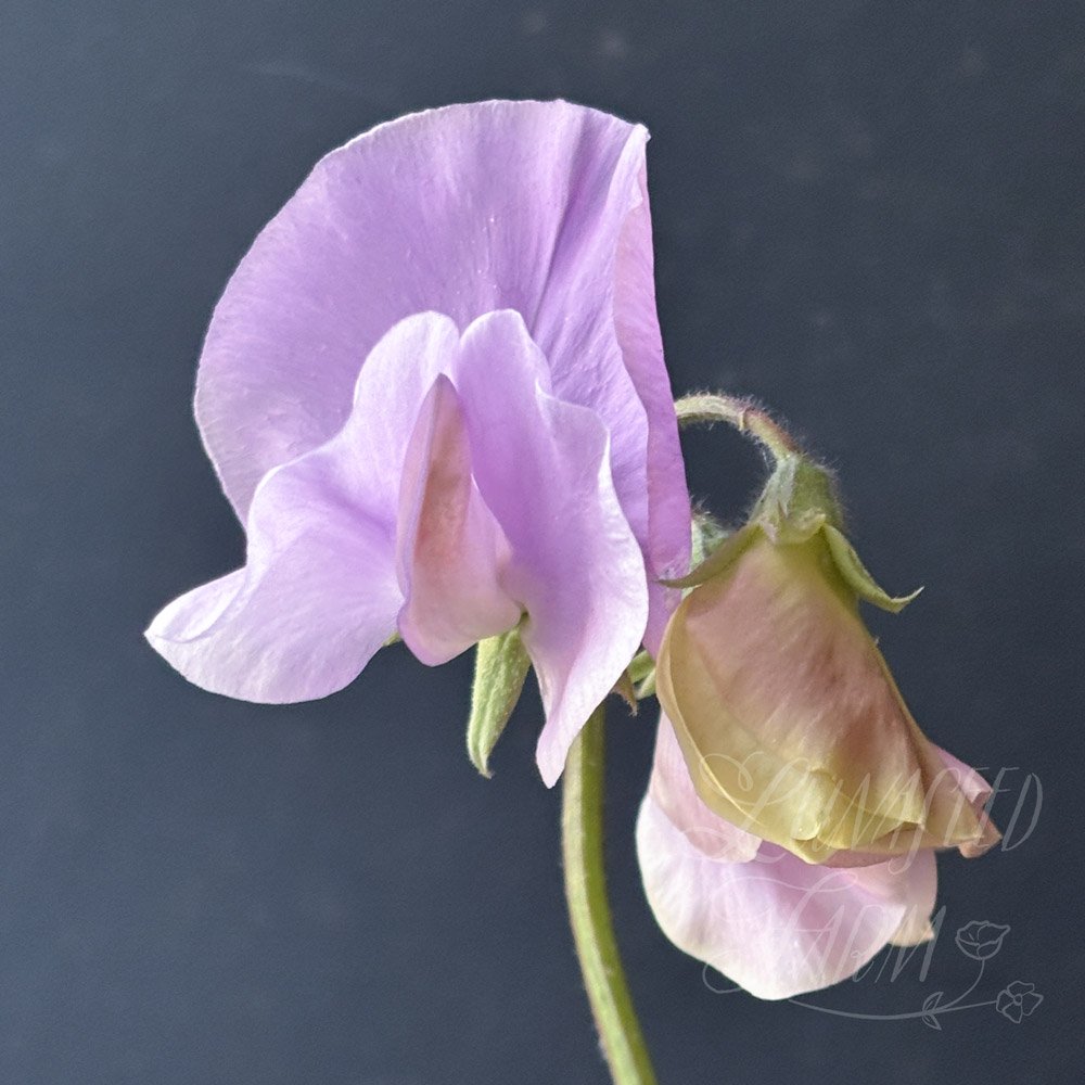 Lynn Davey Sweet Pea