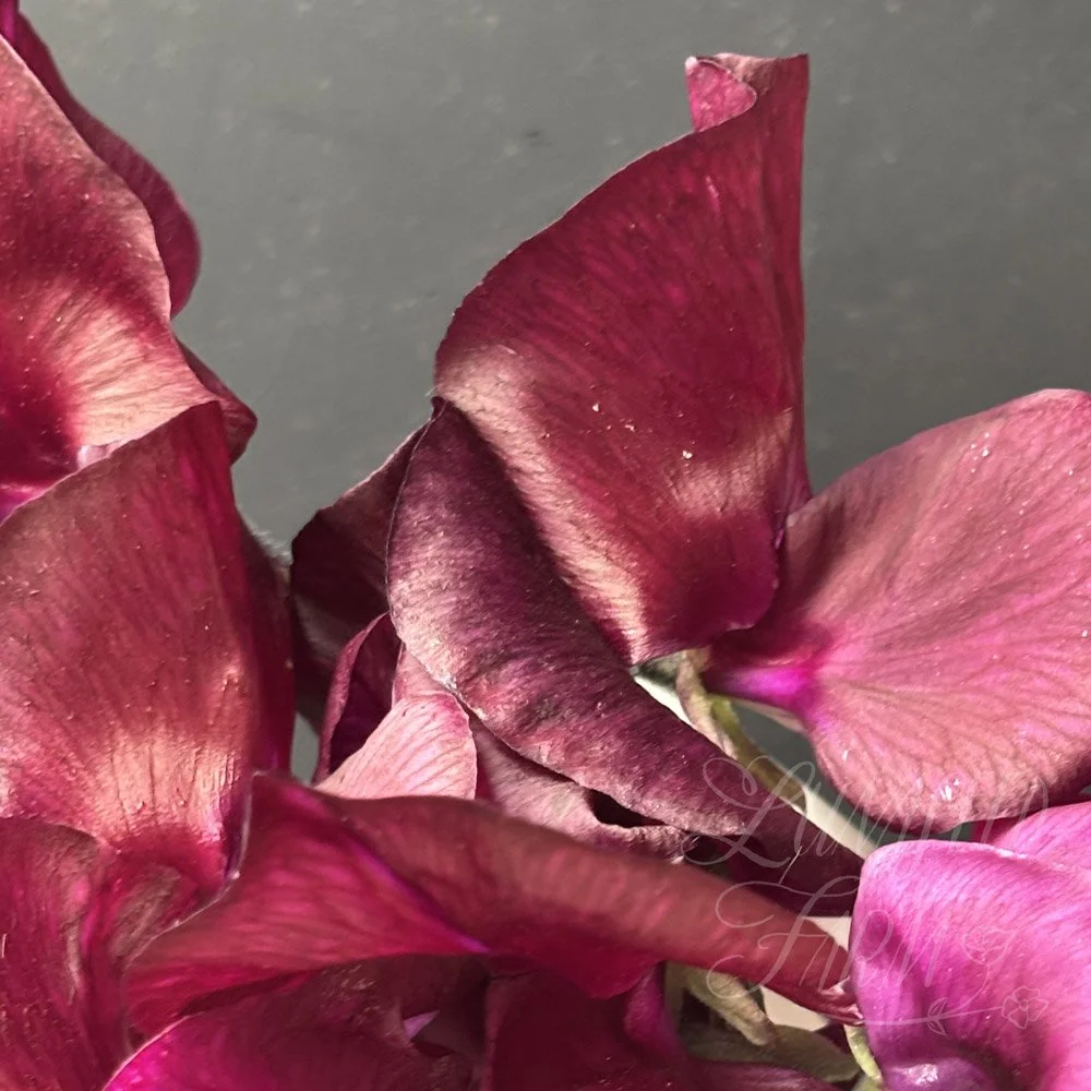 Balmoral Sweet Pea