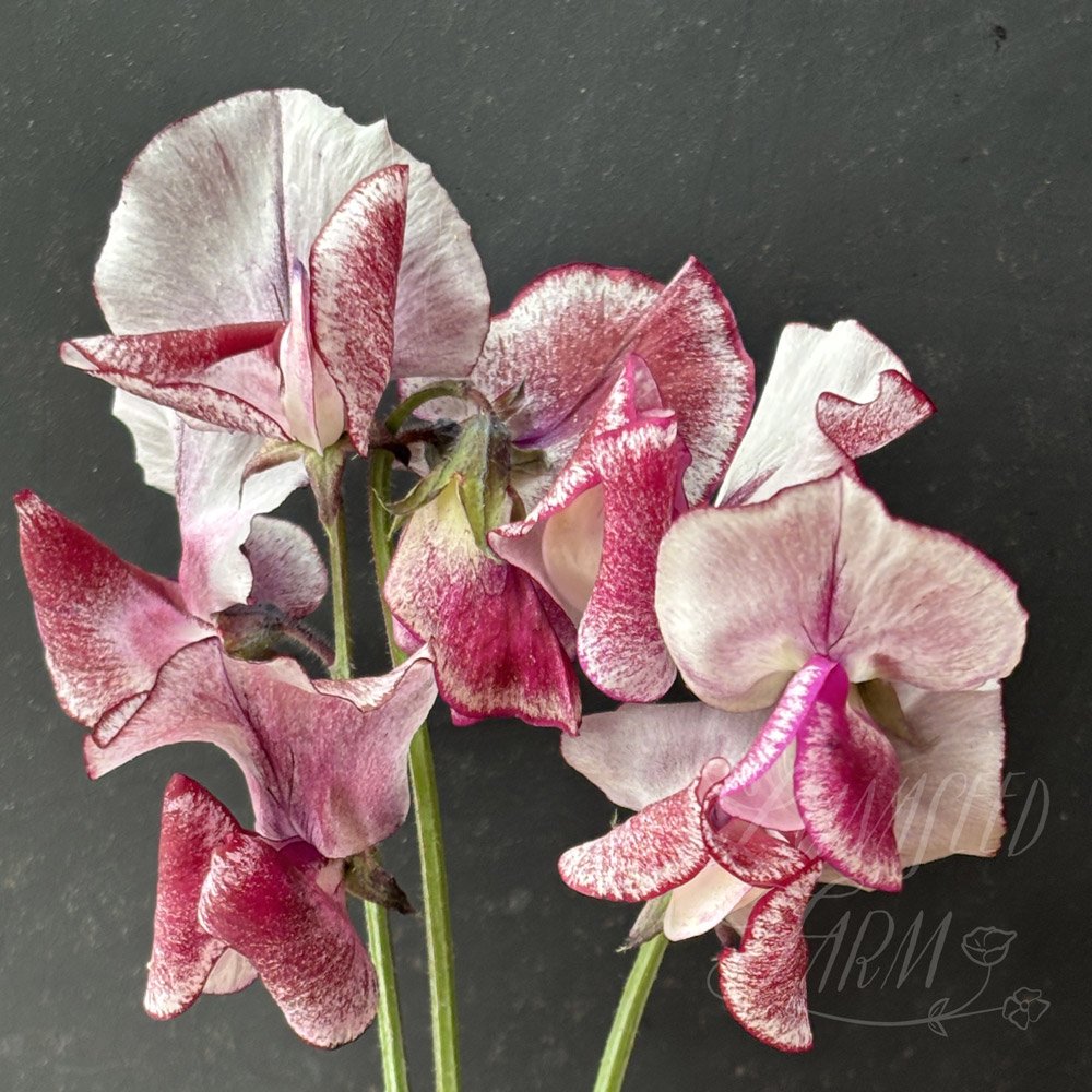 Aurora Borealis Sweet Pea
