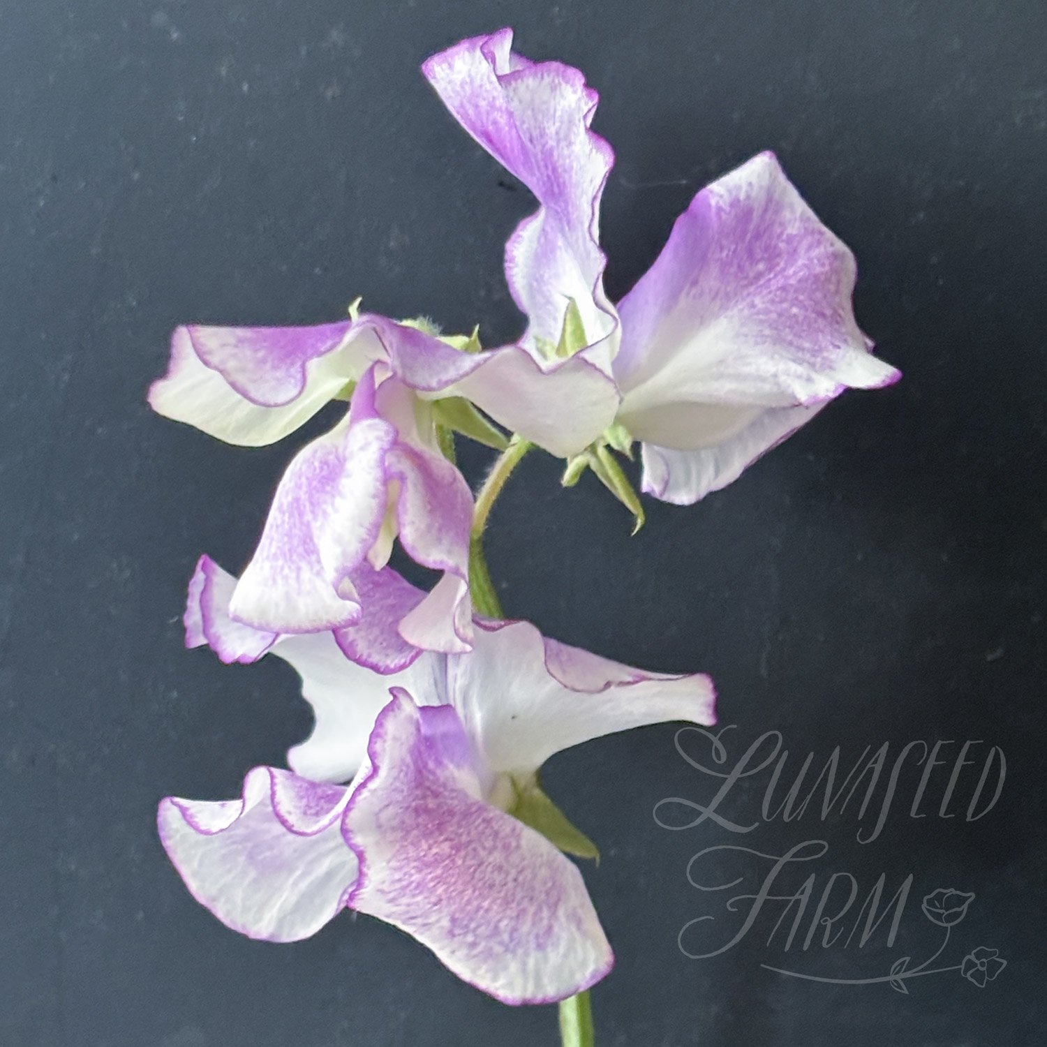 Sir Jimmy Shand Sweet Pea Seeds