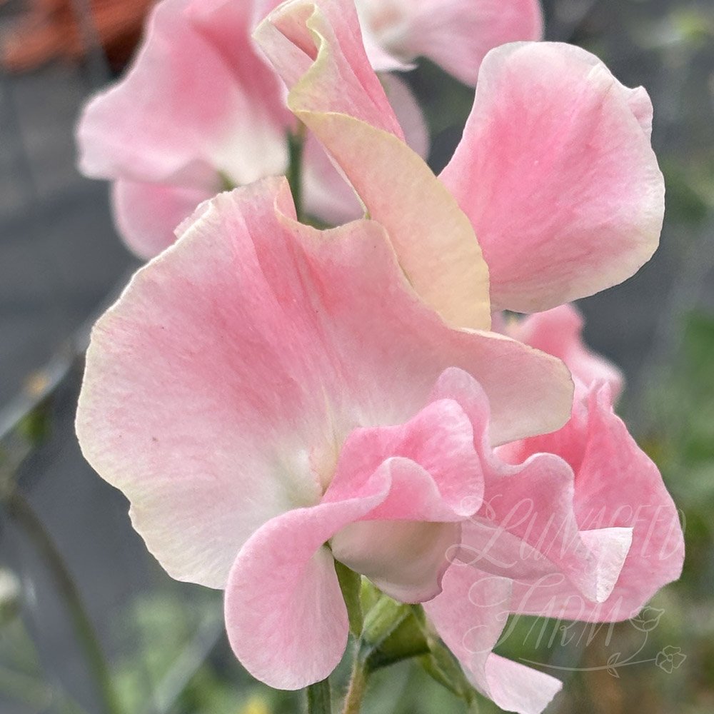 Sweet Pea Lauren Landy