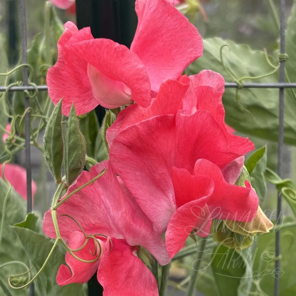 Pocahontas Sweet Pea