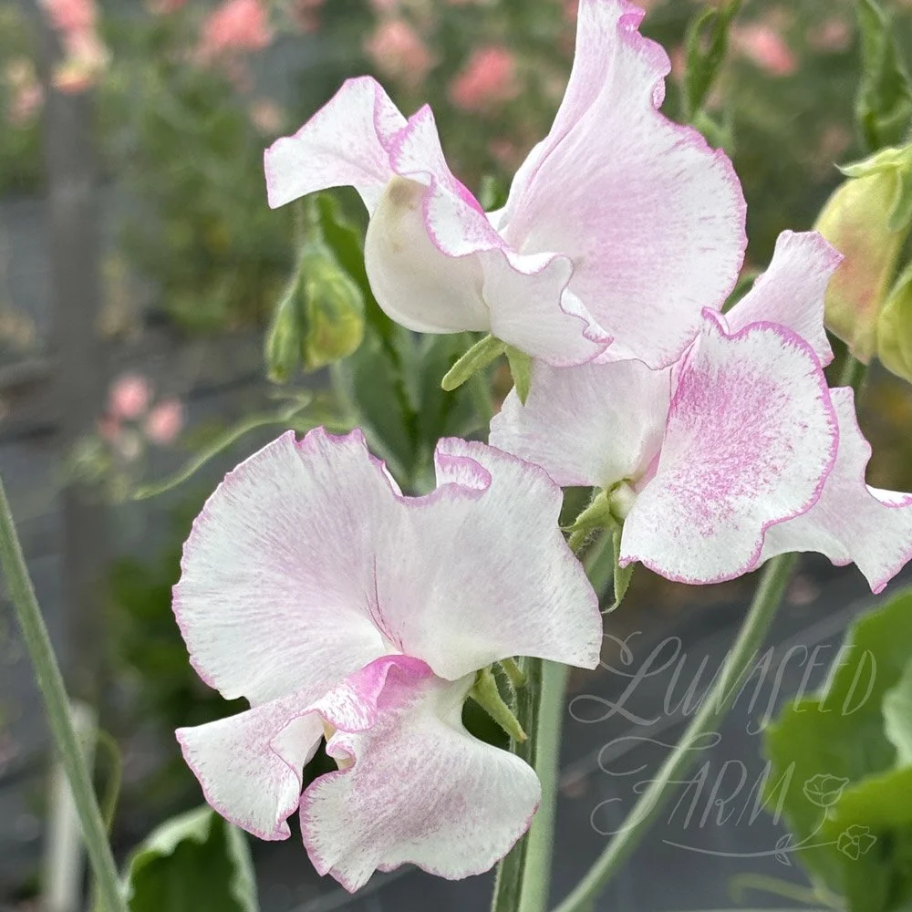 Sweet Pea Pink Ripple