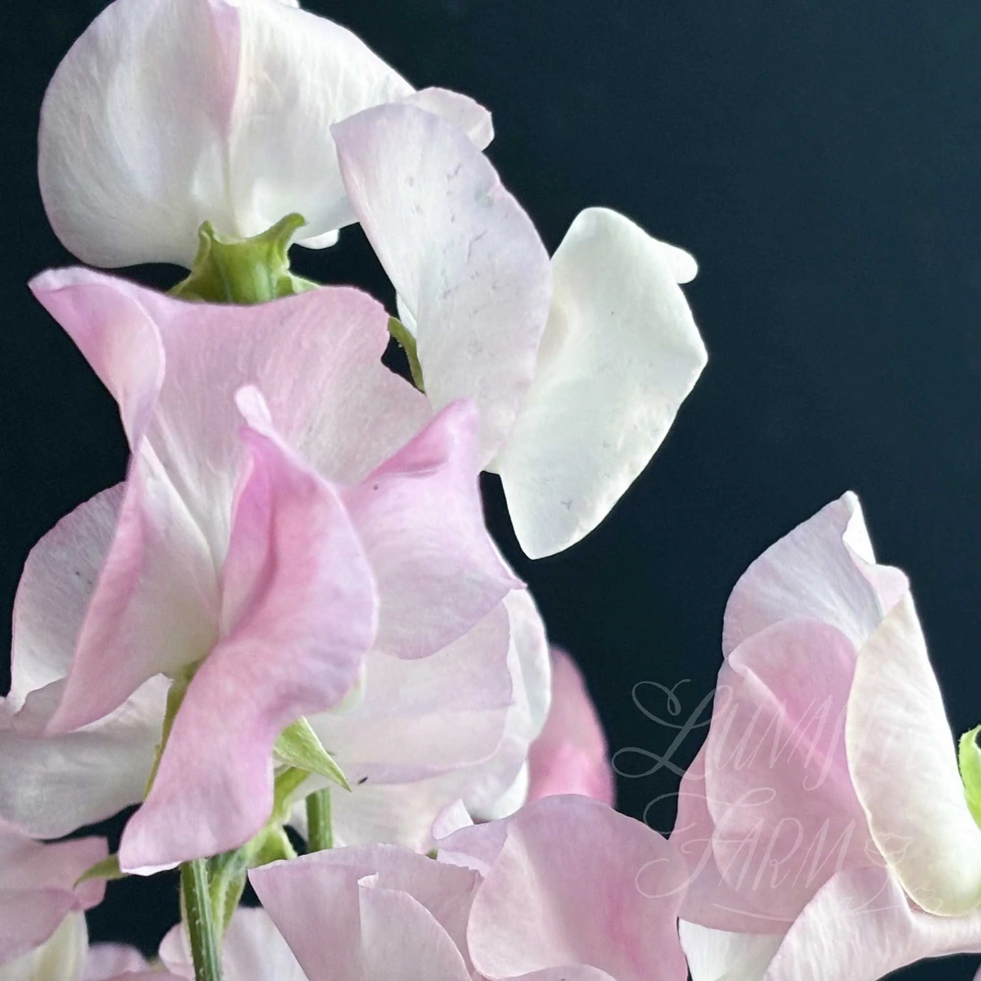 Angel Kiss Sweet Pea