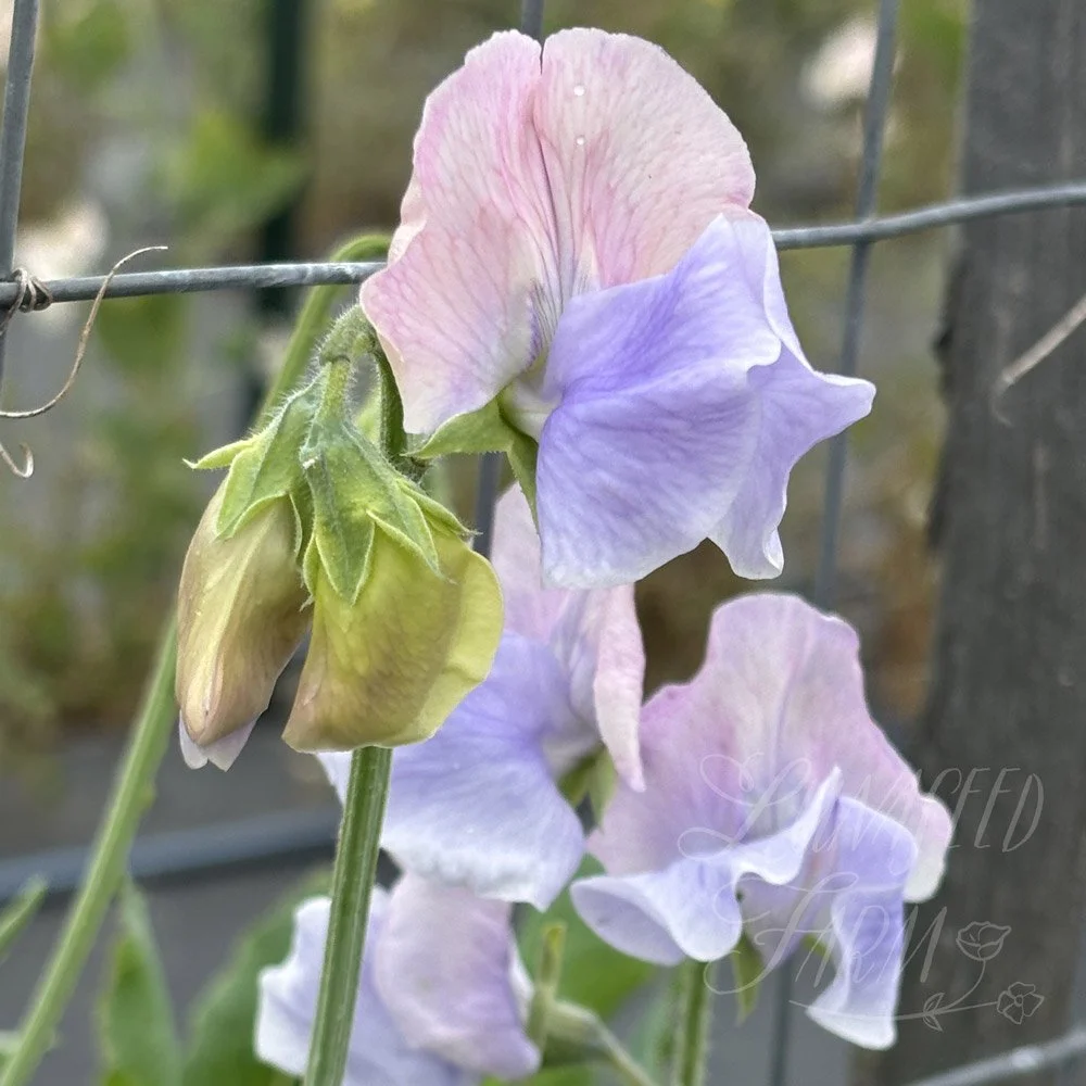 Sweet Pea Glynne Collins