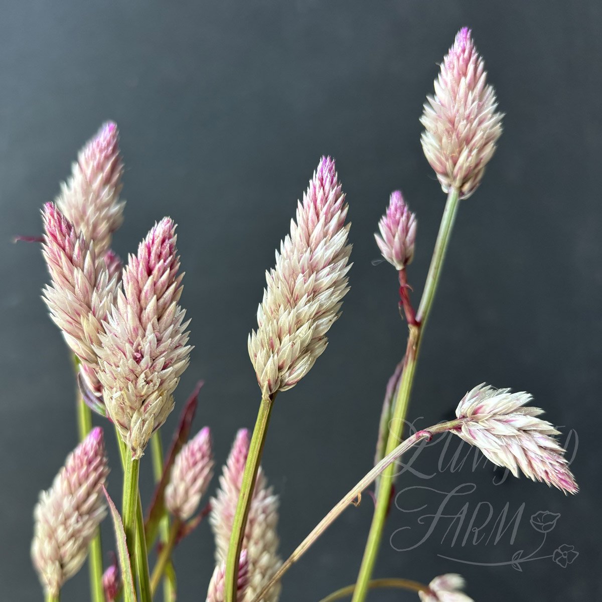 Celosia 'Xantippe' Seed