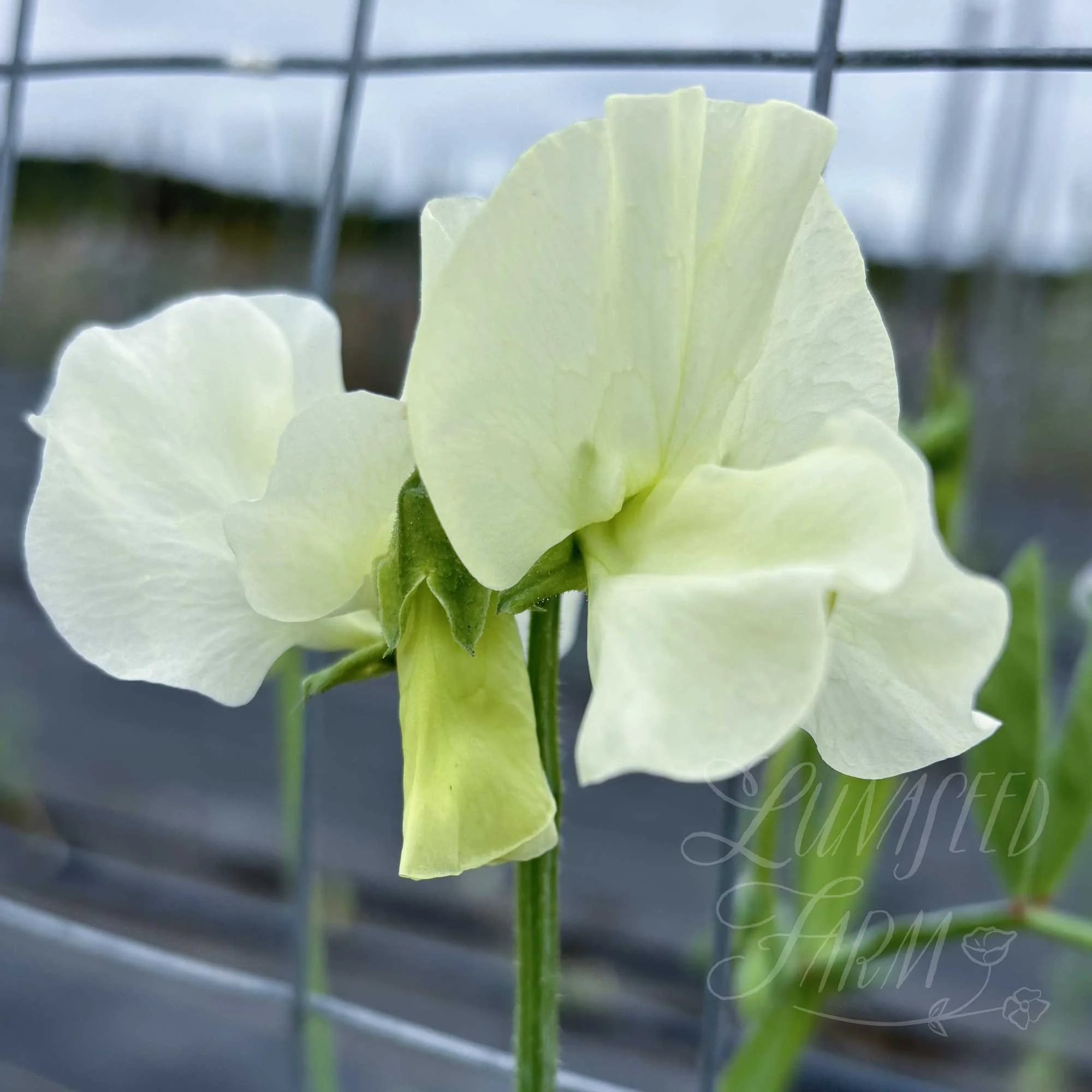 LSF_Limelight_02_SPea.jpg