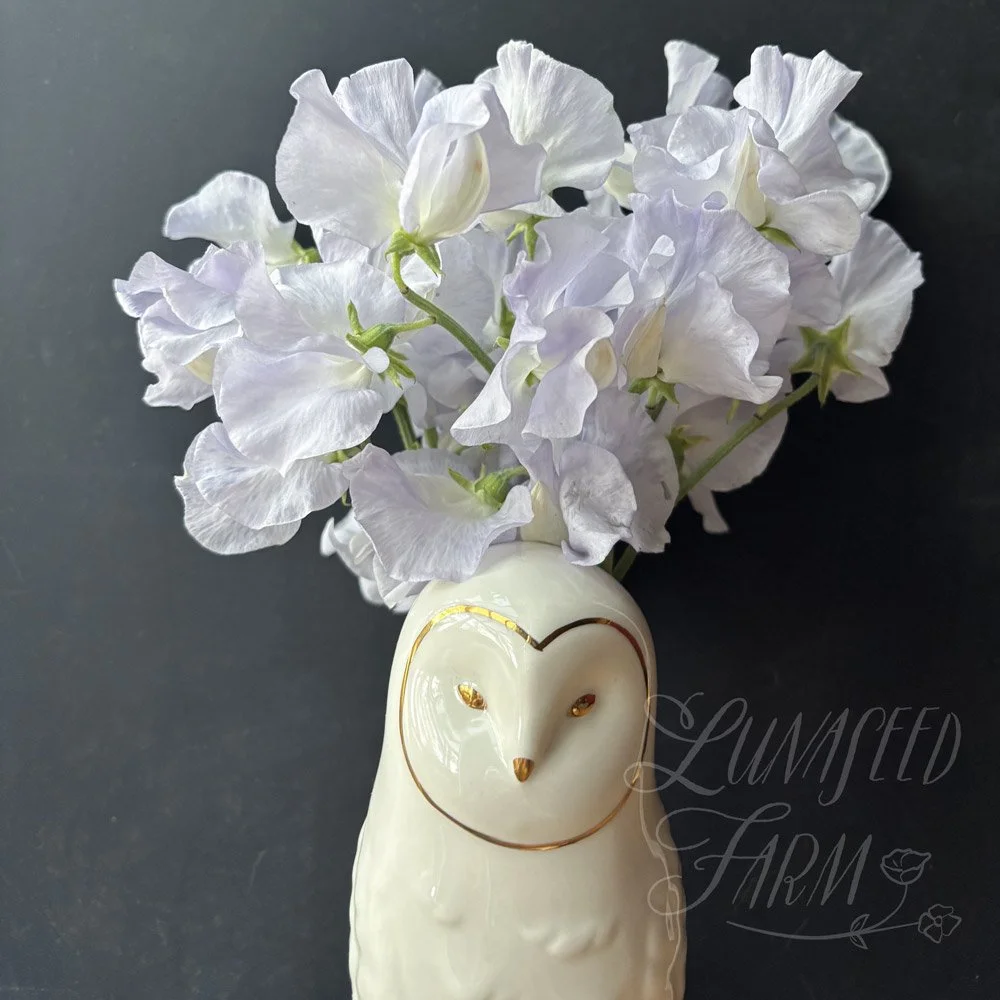 Beverly Ann Sweet Pea