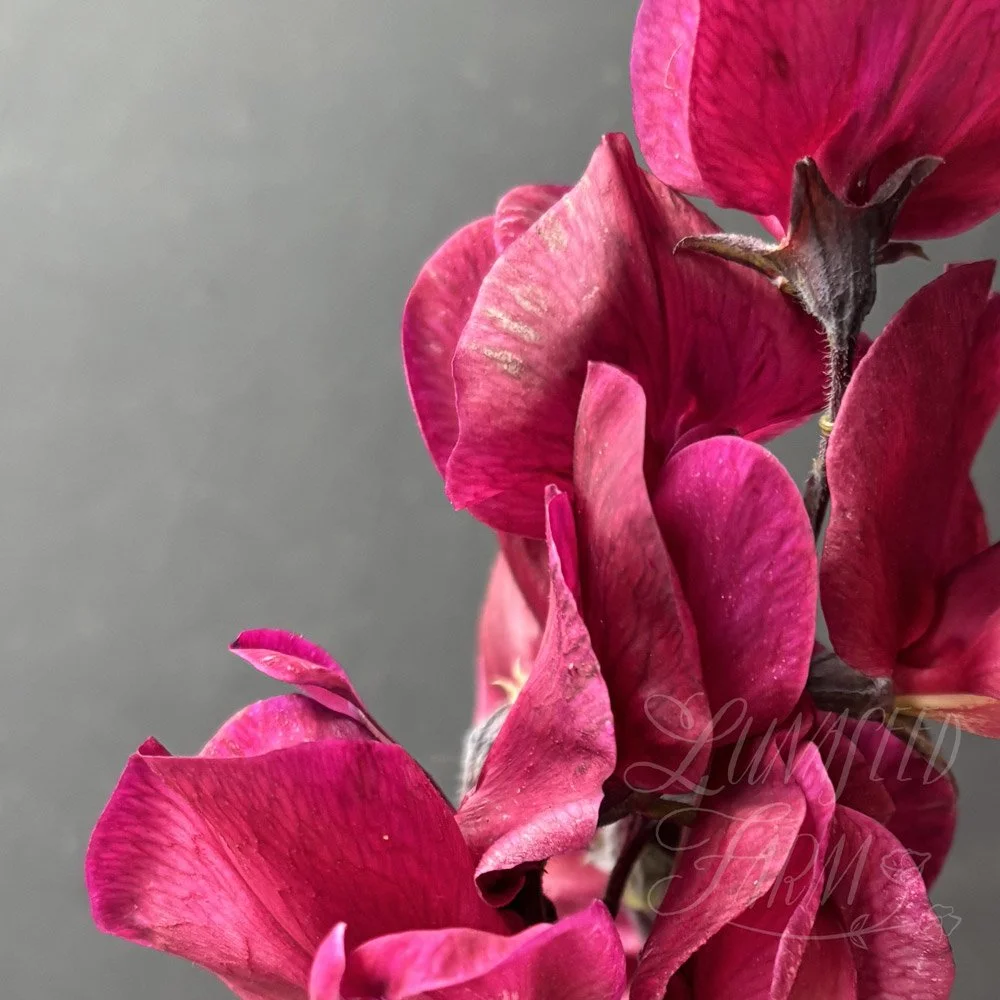 Ruby's Gown Sweet Pea