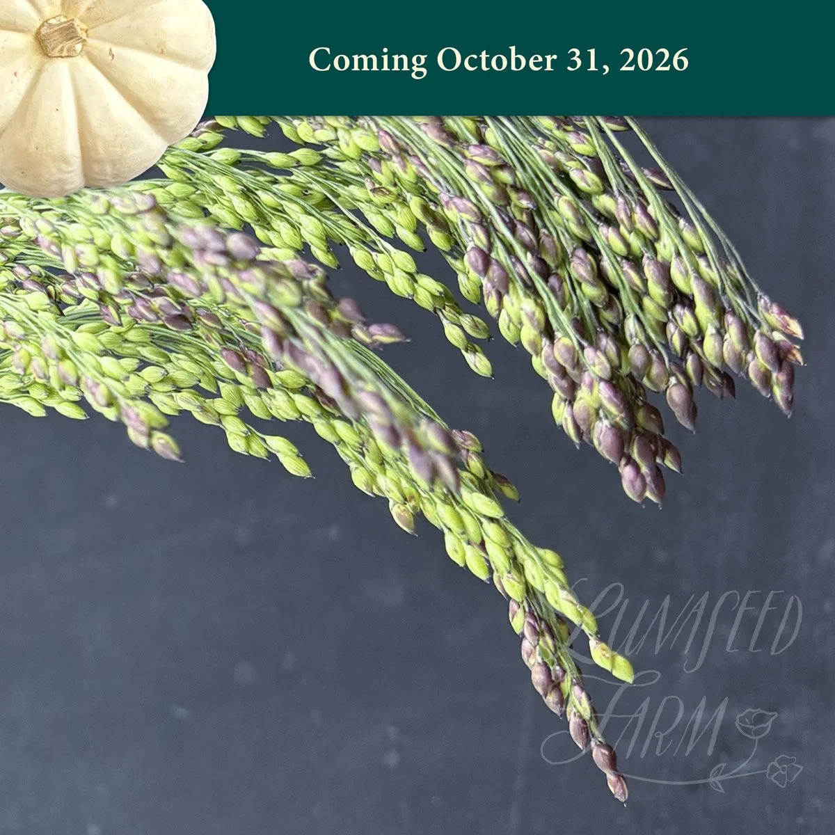 Broomcorn millet Panicum miliaceum violaceum seed