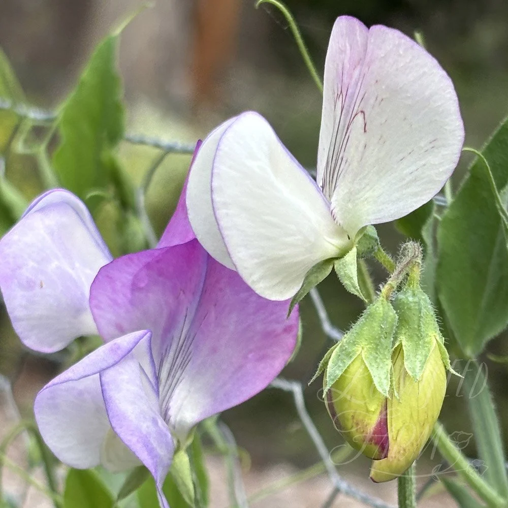 Teresa Maureen Sweet Pea Seeds