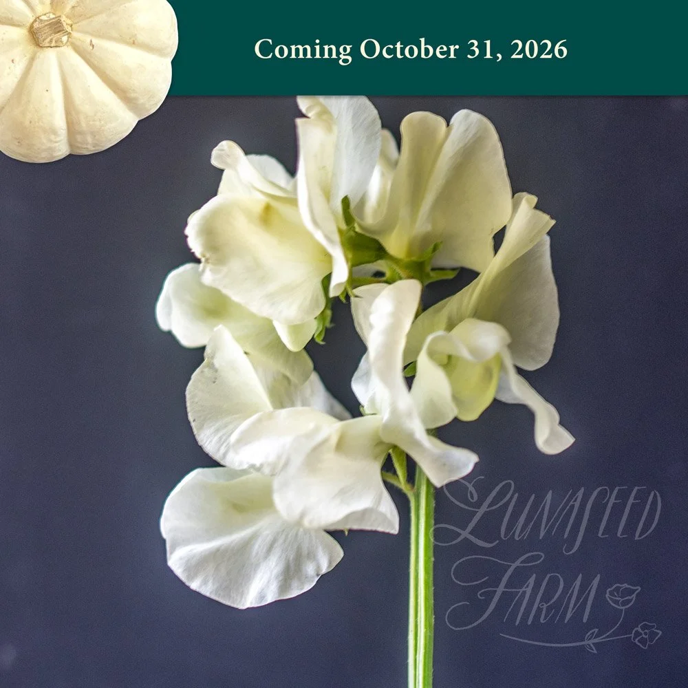 LSF_Cathy_sweetpea_Oct.jpg