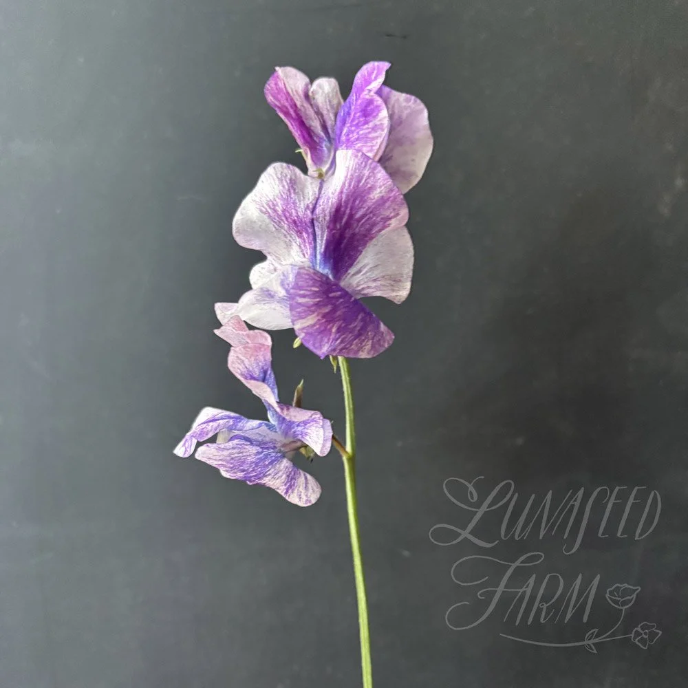 Nebula Sweet Pea
