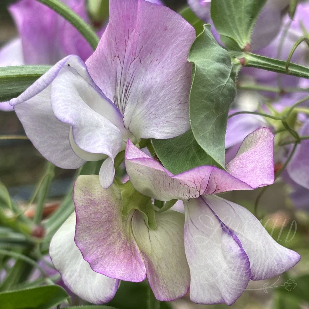 Solway Shimmer Sweet Pea