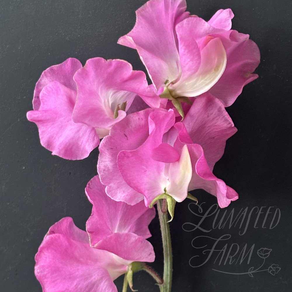 Jayne Amanda Sweet Pea