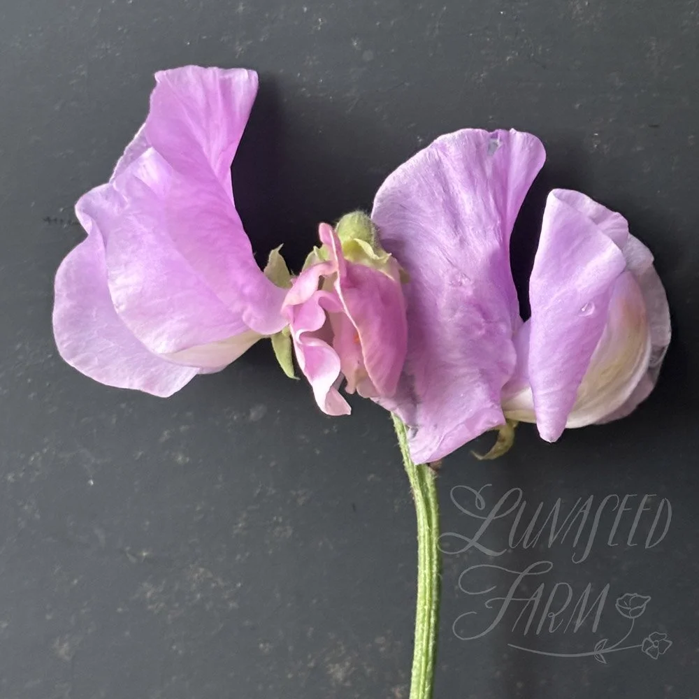 Daphne Sweet Pea