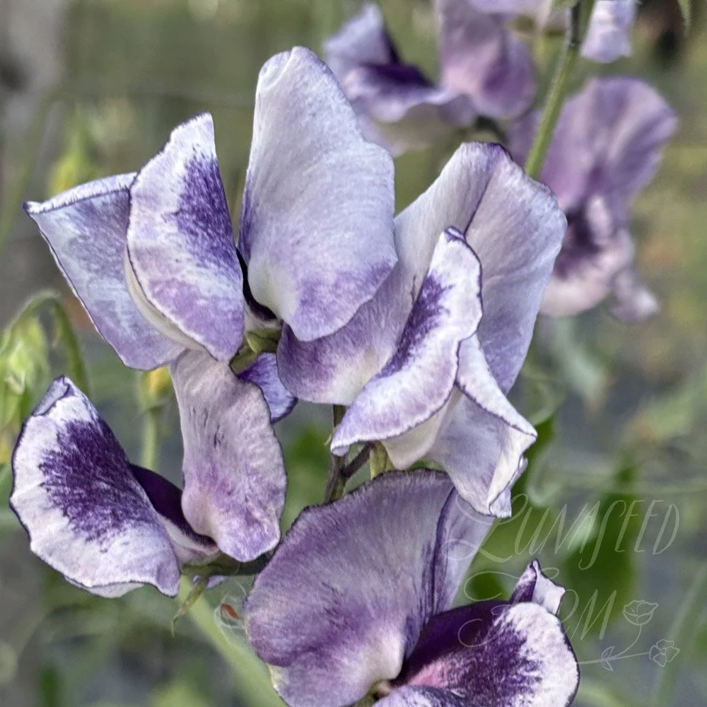 Tom Atherton Sweet Pea