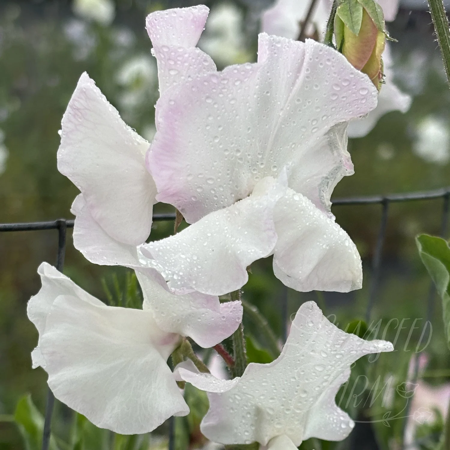 Deborah Devonshire Sweet Pea Seeds