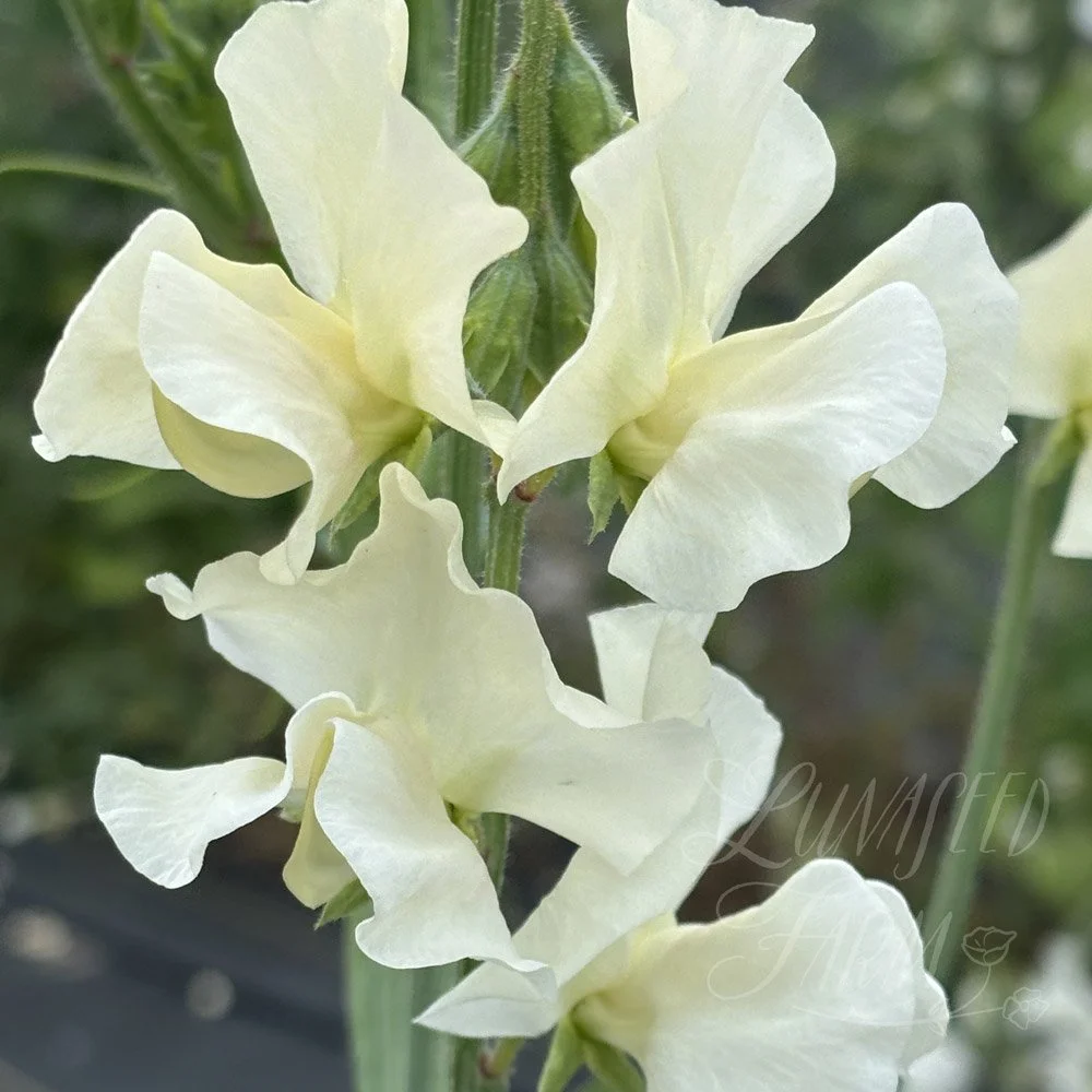 Serenity Remembered Sweet Pea Seeds