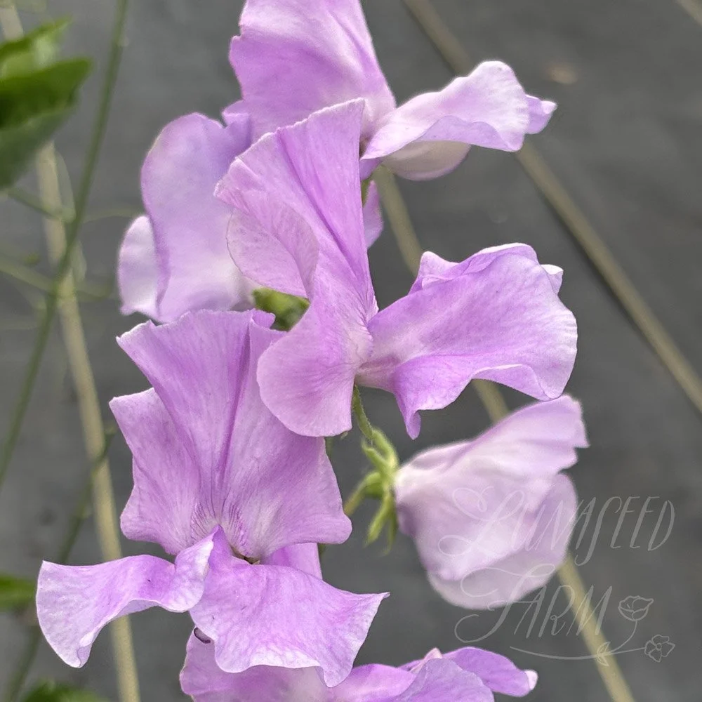 Second Honeymoon Sweet Pea