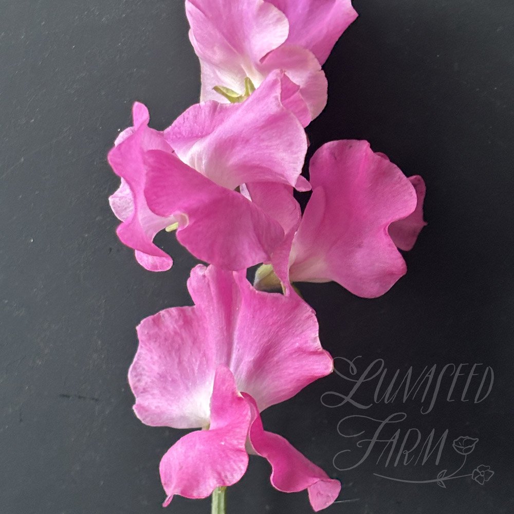 Sweet Pea Jayne Amanda