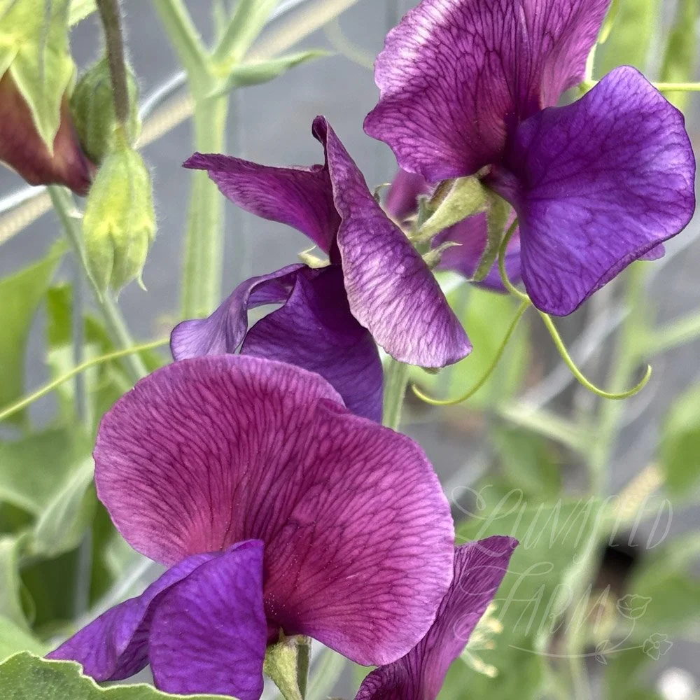 Porlock Sweet Pea
