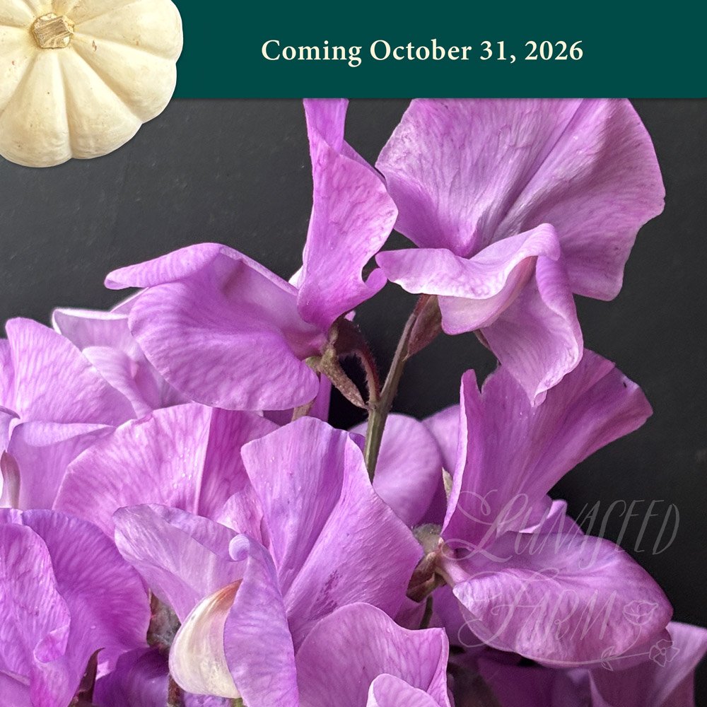 Sweet Pea - Chrissie
