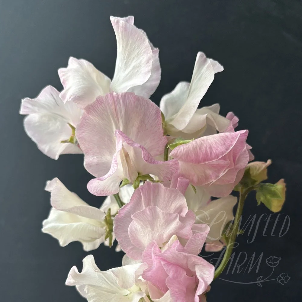 Sweet Pea Jacqueline Heather