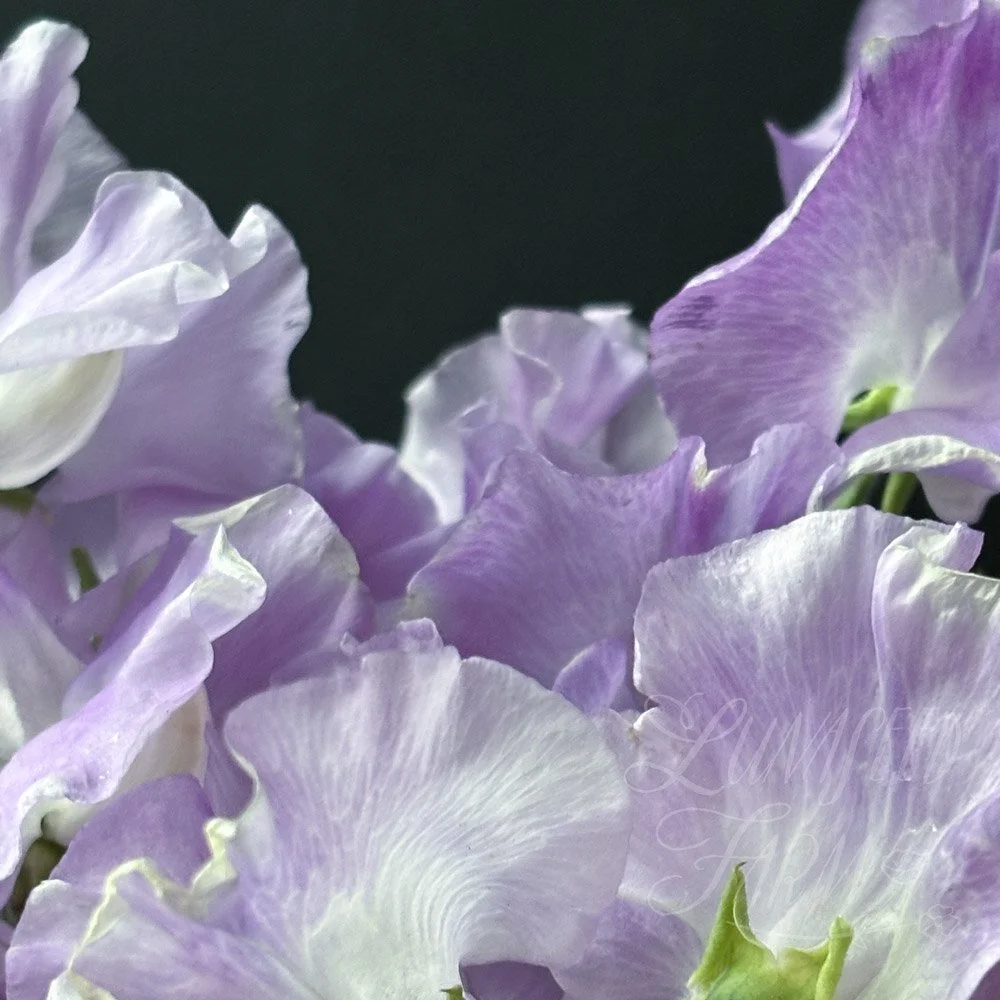 Piccolo Sweet Pea